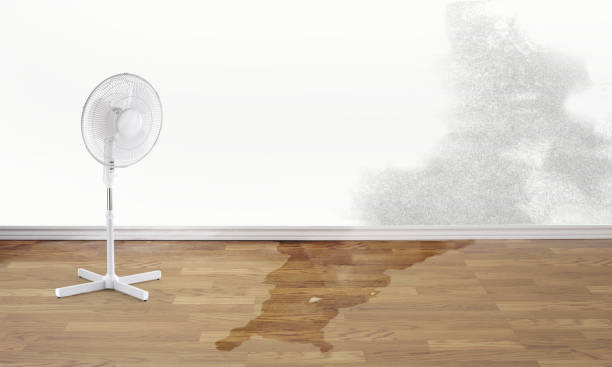 Best Flood damage cleanup  in Apollo, PA