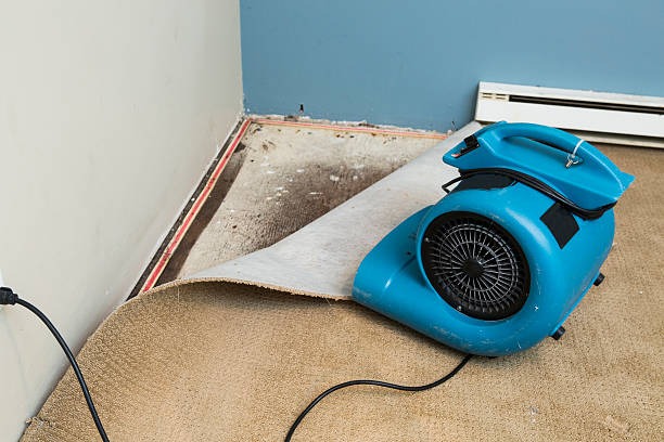 Best Mold removal after water damage  in Apollo, PA